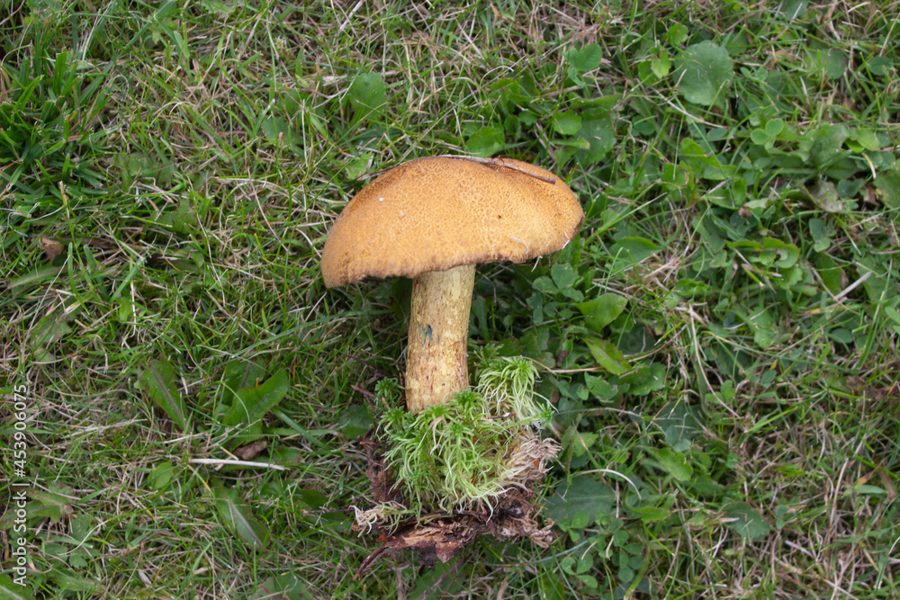 beautiful closeup of wild forest mushrooms in grass, autumn season. different kind of forest mushrooms, poisonous with beautiful colors beautiful closeup of wild forest mushrooms in grass, autumn season. different kind of forest mushrooms, poisonous with beautiful colors