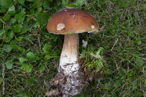 beautiful closeup of wild forest mushrooms in grass, autumn season. different kind of forest mushrooms, poisonous with beautiful colors