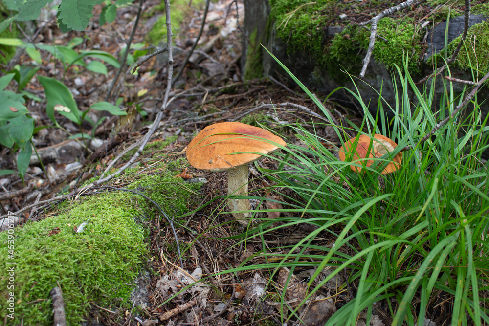 beautiful closeup of wild forest mushrooms in grass, autumn season. different kind of forest mushrooms, poisonous with beautiful colors beautiful closeup of wild forest mushrooms in grass, autumn season. different kind of forest mushrooms, poisonous with beautiful colors
