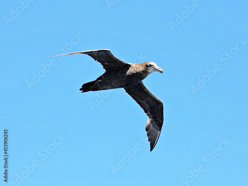 Albatros segelt   bers Meer