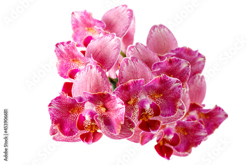Blooming peloric orchid flowers phalaenopsis called Pirate Picottee isolated