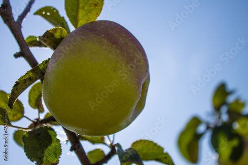 A juicy ripe apple hangs on a branch with green leaves close-up against a cloudless blue sky on a sunny day and copy space. Concept-gardening and harvesting