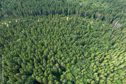 Top view of centuries old Carpathian forest trees, Drone photography. aerial view.  © vadim_fl