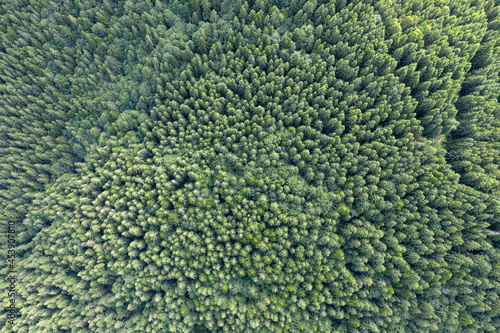 Top view of centuries old Carpathian forest trees, Drone photography. aerial view. © vadim_fl