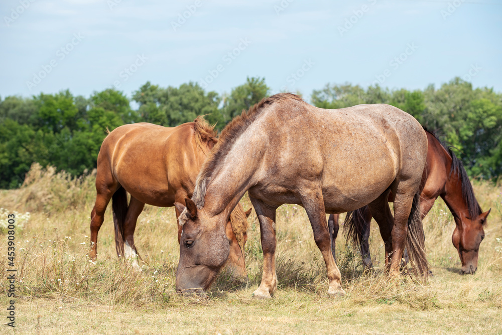 Horses of heavy draft breed graze in the pasture