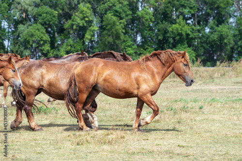 Herd of mares Novoolexandrian Draught breed runs through the pasture