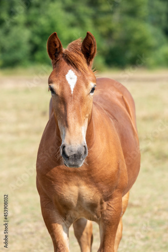 Portrait of a chestnut foal with a white star. Foal of heavy draft breed in a pasture