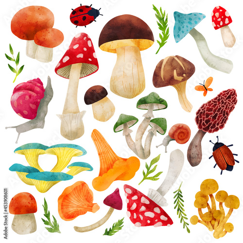 Forest Mushrooms, hand drawn vector watercolor illustration