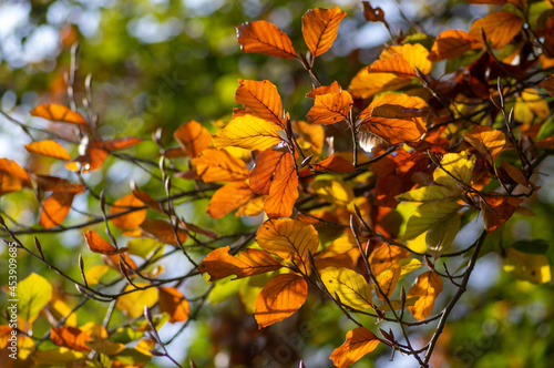 Beech tree leaves on the branch during autumnal day in sunlight, bright fall colors