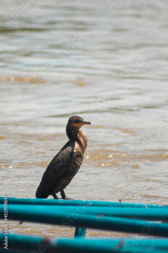 neotropical cormorant water bird basking in the sun photo