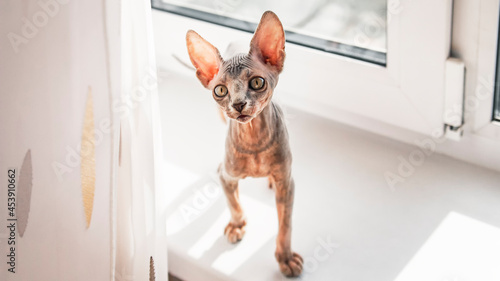Surprised little sphynx cat looks out from behind the curtain