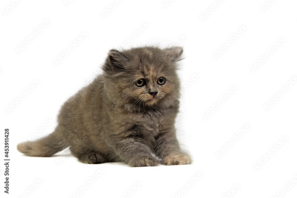Cute kitten isolated on white background