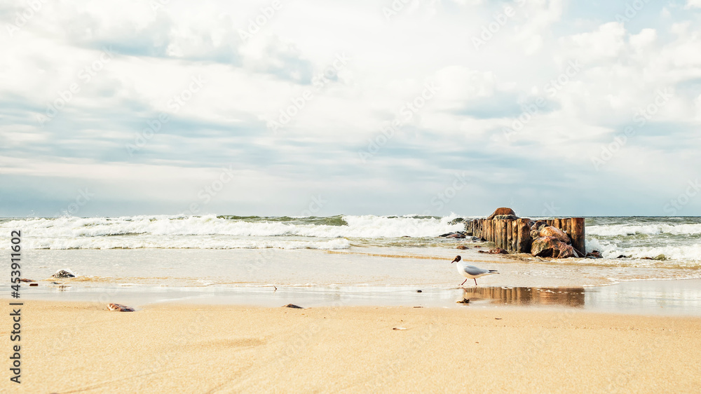 Seagull on the sea beach against the background of an old breakwater of logs and stones in a wavy sea and a dramatic sky Seagull on the sea beach against the background of an old breakwater of logs and stones in a wavy sea and a dramatic sky