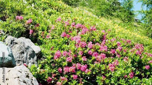 Alpine mountain azalea in Hohe tauern national Park, Almrausch, Alpenrose, blooming photo