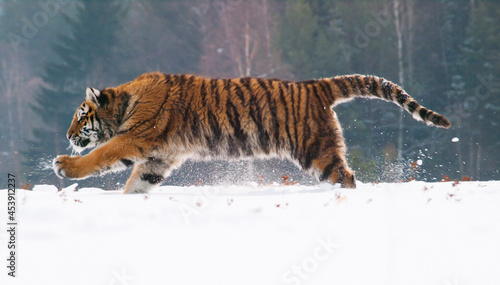 Natural scene with siberian tiger runnig in snowy taiga in russia (Panthera tigrais altaica)