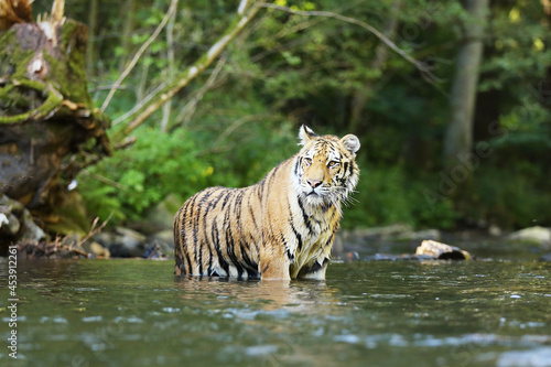 The Siberian tiger Panthera tigris Tigris  or Amur tiger Panthera tigris altaica in the forest walking in a water. Tiger with green background