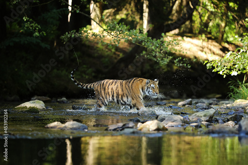 The Siberian tiger Panthera tigris Tigris  or Amur tiger Panthera tigris altaica in the forest walking in a water. Tiger with green background