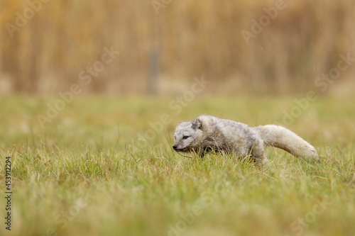 Arctic Fox, Vulpes lagopus, cute animal portrait in the nature habitat, grass meadow. Polar fox in grass.