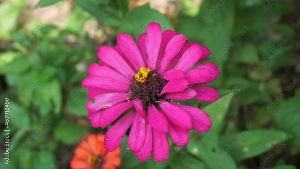 Zinnia elegans (youth and age, common zinnia, elegant zinnia) flower with natural background. Flower colours range from white, cream, pinks, reds, purples, green, yellow, apricot, orange and salmon. Zinnia elegans (youth and age, common zinnia, elegant zinnia) flower with natural background. Flower colours range from white, cream, pinks, reds, purples, green, yellow, apricot, orange and salmon.