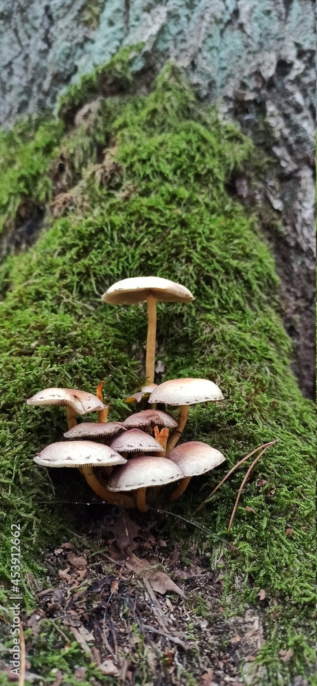 Fototapeta premium mushroom