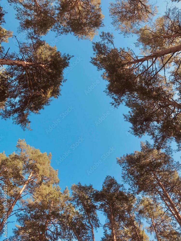 Obraz premium trees in the forest