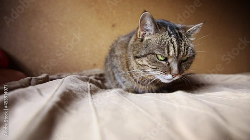 Wallpaper Mural Funny portrait arrogant short-haired domestic tabby cat posing on dark brown background. Little kitten playing resting at home indoor. Pet care and animal life concept Torontodigital.ca