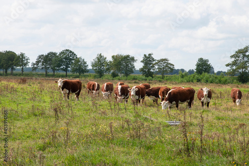 A groiup of blaarkop cows in dutch nature