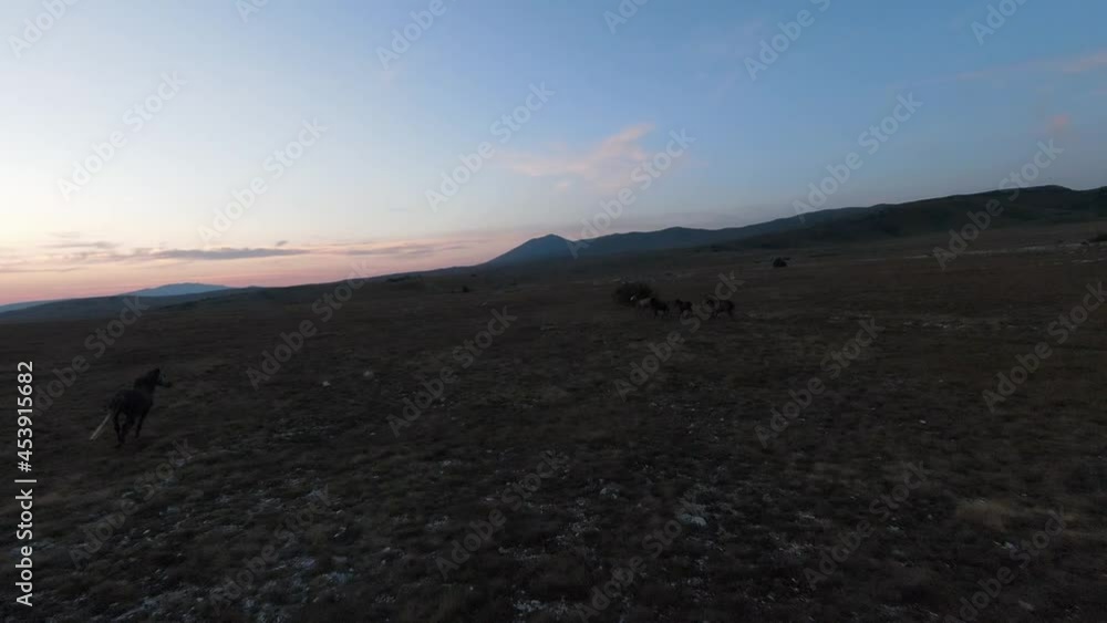low key Aerial fpv drone shot of a herd of wild horses running on a green spring field at the sunset. low key Aerial fpv drone shot of a herd of wild horses running on a green spring field at the sunset.