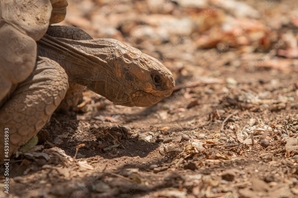 Fototapeta premium Tortuga Sulcata