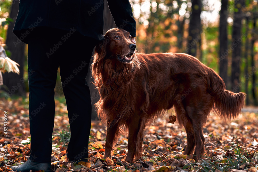 A beautiful dog of the Irish Setter breed stands next to its owner. Obedient hunting dog in the autumn park. Love, friendship, care and dog training.