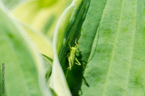 Green grasshopper sitting on a leaf. © alexey351