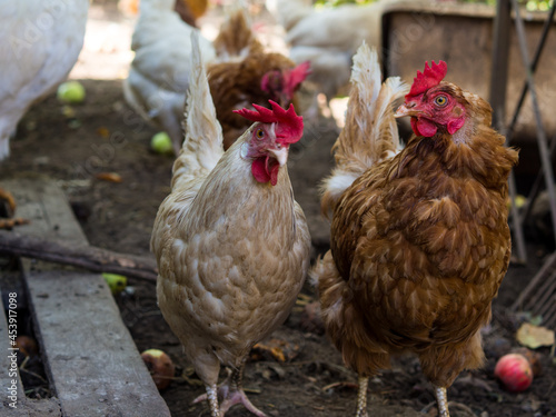 two chickens walk around the hen house and communicate