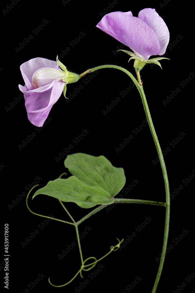 Violet flower of sweet pea, isolated on black background