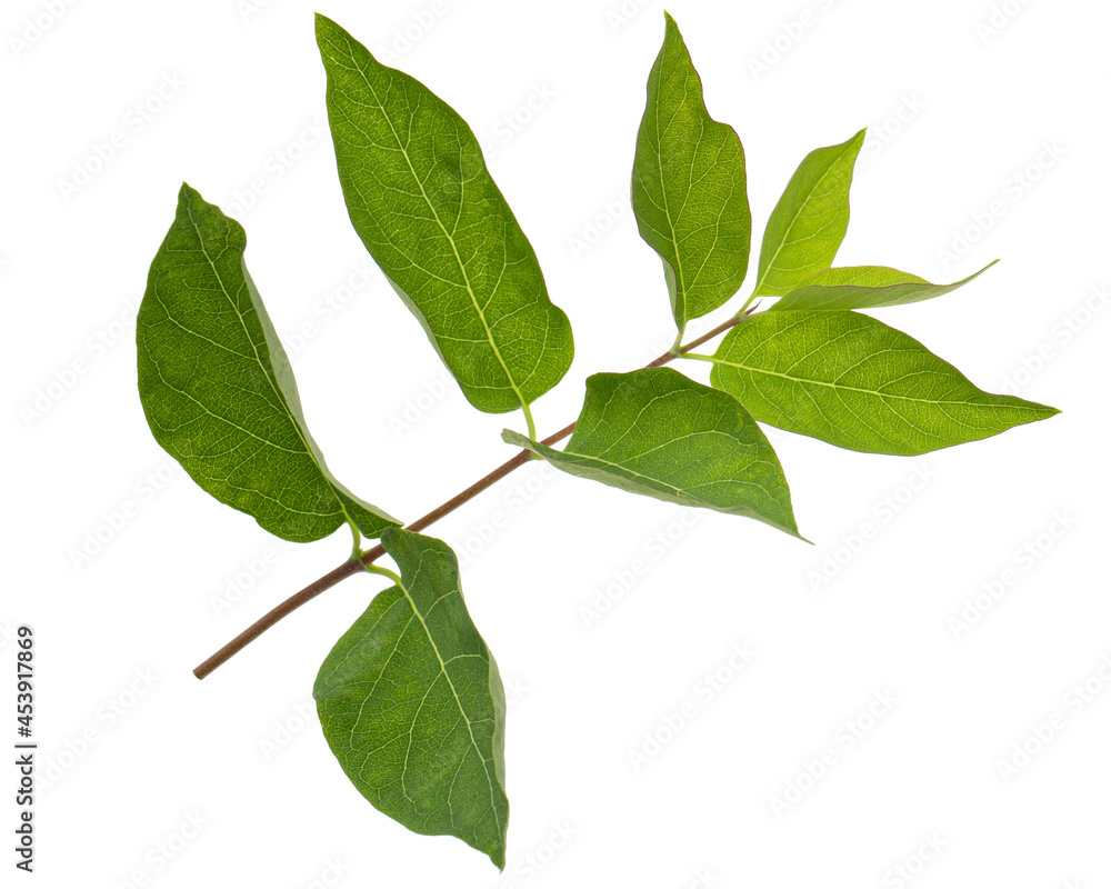 Twig with green leaves of Tatar honeysuckle, lat. Lonicera tatarica, isolated on white background Twig with green leaves of Tatar honeysuckle, lat. Lonicera tatarica, isolated on white background