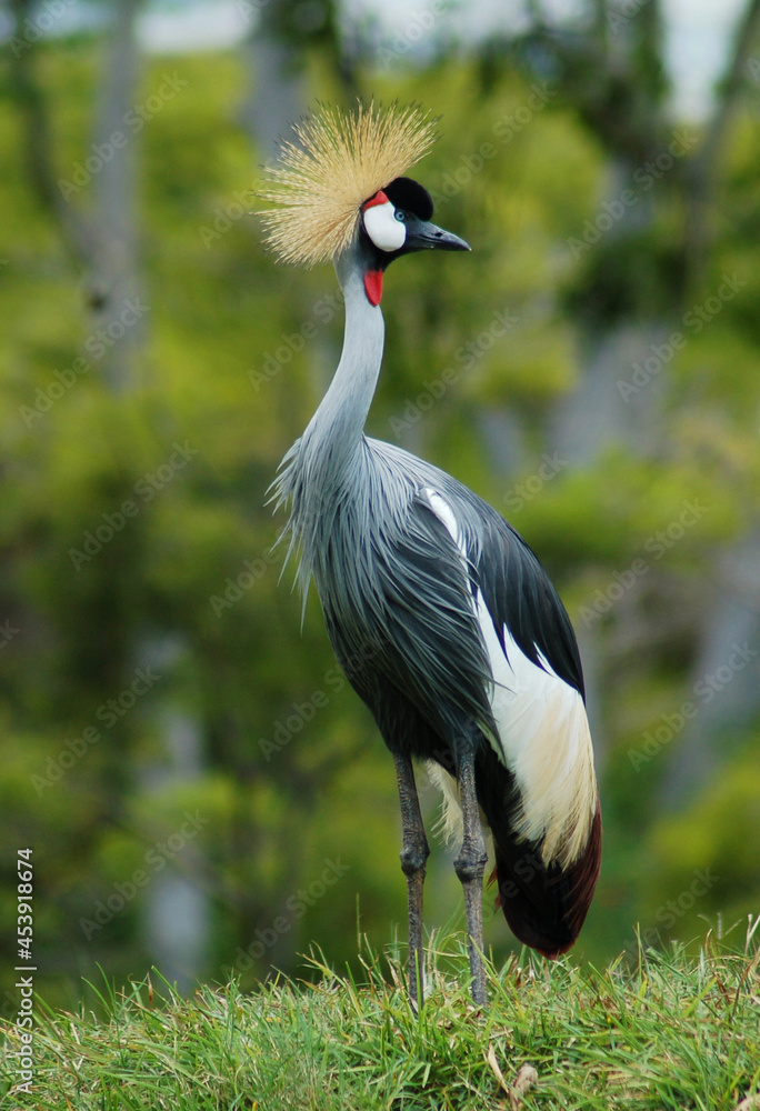 Fototapeta premium Crowned Beauty | African-Crested Crane
