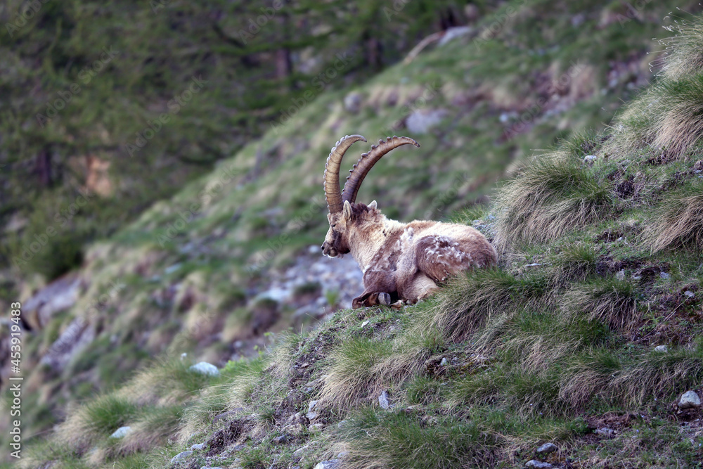 Gli stambecchi di Campomoro