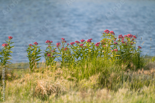 A cluster of pink flowering Swamp Milkweed plants growing by the lake's shoreline, at the height of their mid-Summer blooming season in Colorado. photo