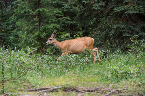 Deer in the forest around Maligne Lake in Jasper in Banff National Park, Alberta, Canada
