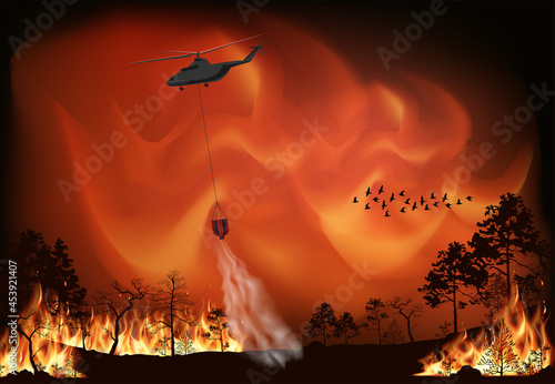 Vector forest fire, pine trees in fire flames. A helicopter extinguishes a forest fire