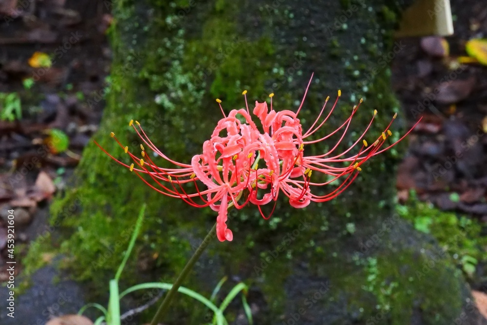 flower of a cluster amaryllis