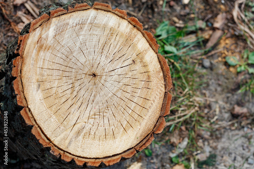 Wooden smooth cut in section with annual rings and bark around the circumference.