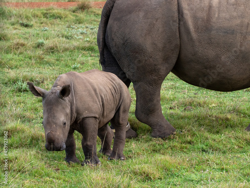 white rhino calf in front of mother