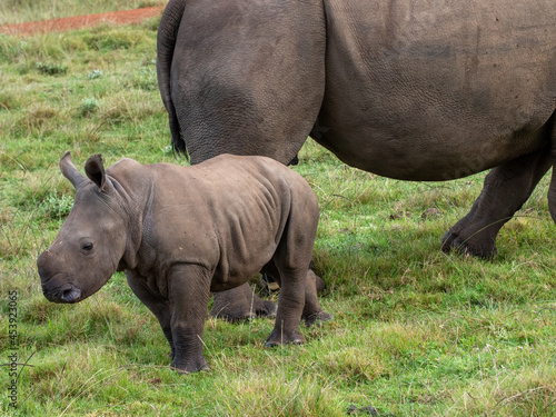 white rhino calf near it's mother