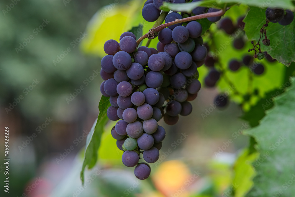 The grape grove weighs in at sunset. Blue vine with bokeh. Winemaking at home.