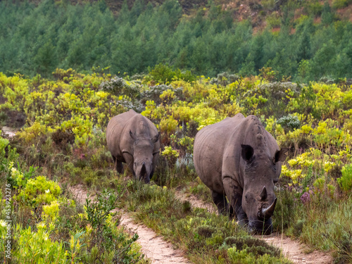 Mother white rhino leads Adolescent calf down road