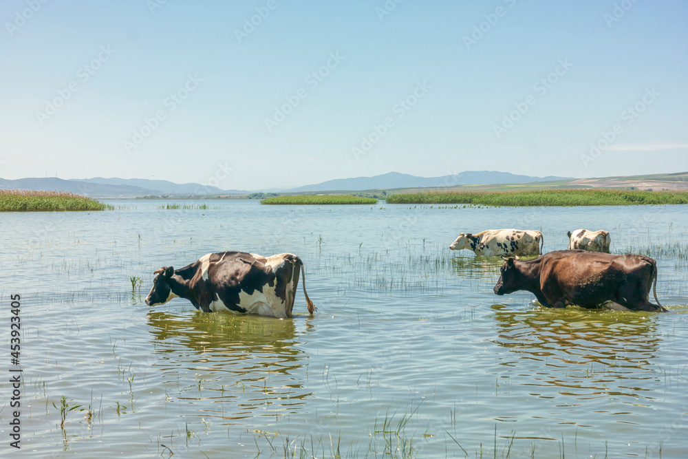 cows in manyas lake