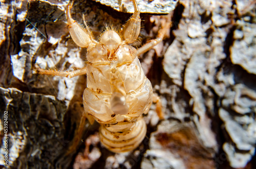 wasp on nest