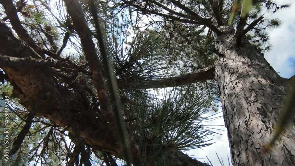 fpv aerial drone Forest Sky Through Trees. fpv aerial drone Forest Sky Through Trees.