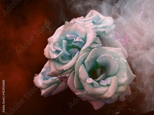 Нежноя роза в дыму