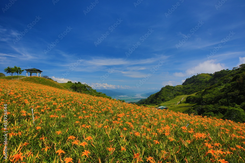 landscape of Daylily(Hemerocallis fulva,Orange Daylily) flowers with pavilion and blue sky